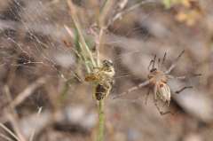 Agelena labyrinthica